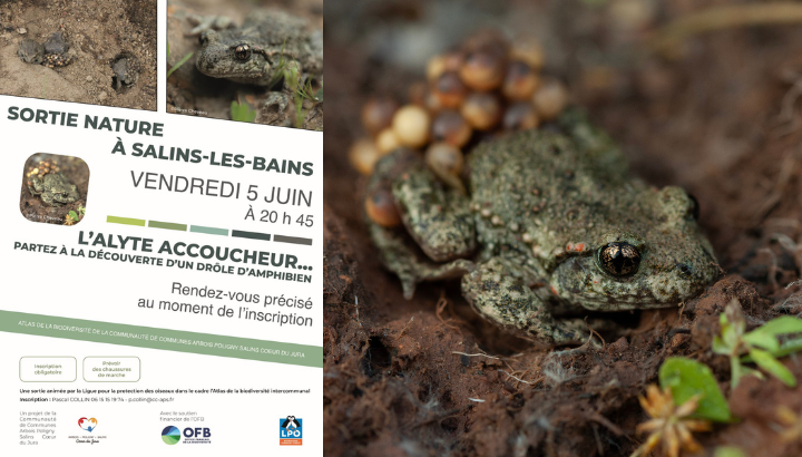 Sortie Alyte accoucheur (ABI Cœur du Jura)
